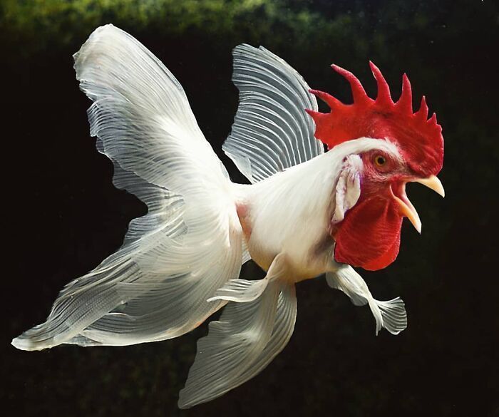 白雪公主!一组艺术家的疯狂照片拼贴画,白雪公主喝多也吐,建国的发现