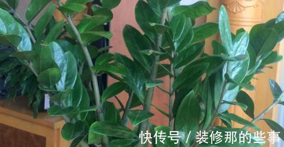 养殖|室内盆栽：金钱树、长寿花的养殖方法