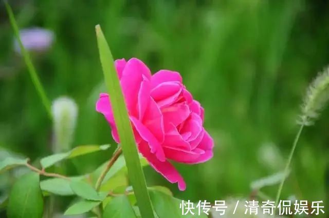 蒲公英根|春天,蒲公英,浑身是宝,对人体有4大好处,但3类人不宜吃