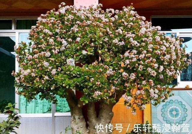 植物|5个“硬知识”，帮你把玉树养开花，看看什么叫“玉树临风”