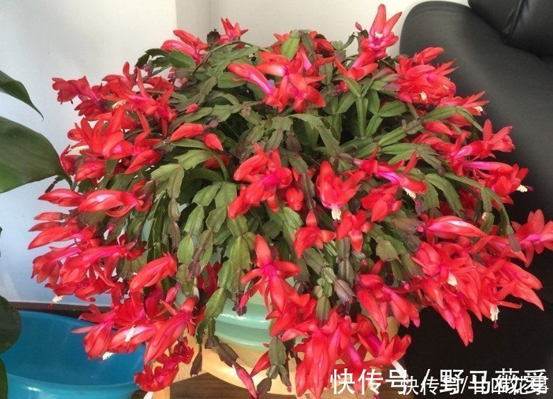 浇水|蟹爪兰叶子软塌，难复花，“根源”在这里，解决后重新饱满猛开花