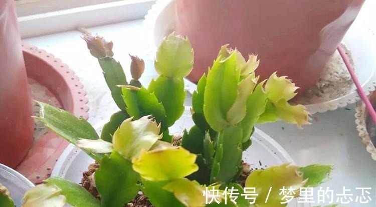 蟹爪兰叶子“打焉”,用这个“小方法”,叶片肥厚,长势更旺!