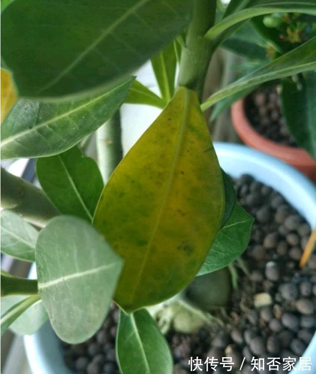 原产地|沙漠玫瑰叶子发黄掉落怎么办,别着急沙漠玫瑰叶黄解决方法看这里