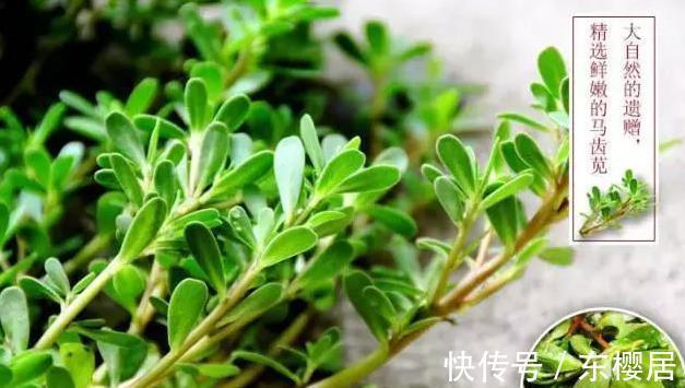 野菜|蒲公英、香椿、榆树钱、白蒿,一种野菜治一种病,了解一下