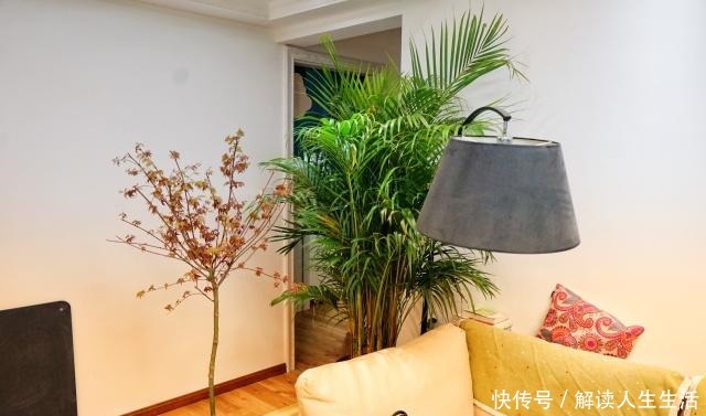 这6种“生财花”,夏季养家里,“浇水”要注意,否则黄叶、烂根!