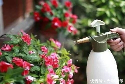 虫子|只需2滴花露水,花卉植物不招虫不黄叶,原来作用这么大