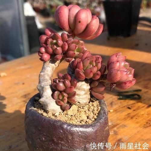 叶片|养多肉3年顺风顺水,多亏选了这6种大普货,现在全是大老桩