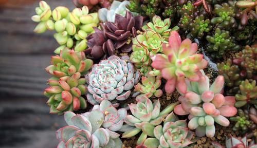  花市|花市七彩多肉真诱人！其实都是“染”出来的，别被骗了！