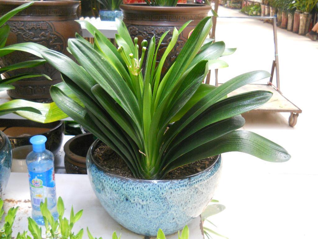 非常适合君子兰的肥料,让君子兰绿油油开花多!