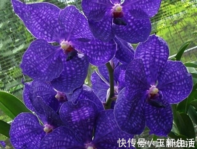 养兰|老爸买了两盆兰花很特别，养兰这么多年还头一次见过
