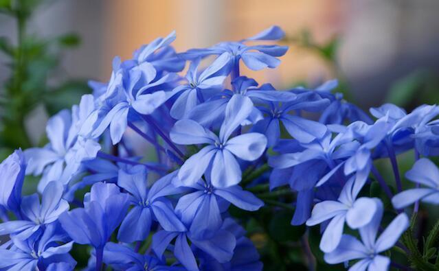 养殖|炎炎夏日独享一份孤独之美,蓝雪花养殖技巧