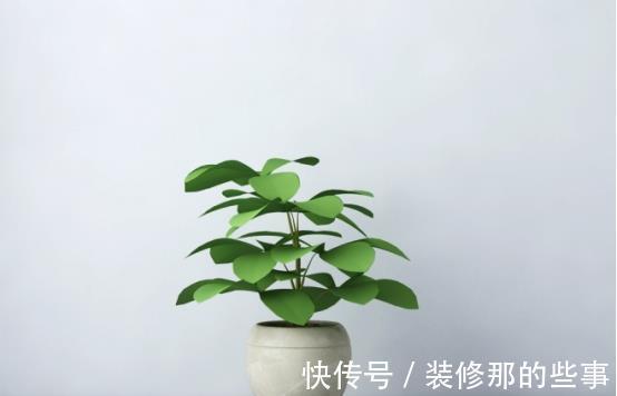 养殖|室内盆栽：金钱树、长寿花的养殖方法