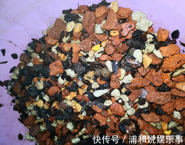 兰根|网购兰花服盆难,关键在于上盆前,简单4步服盆快,不僵苗发芽多