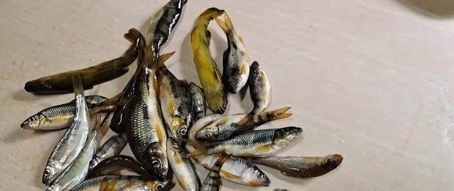 钓点|溪石斑,鱼体虽小价格昂贵,很多钓鱼人根本不懂如何垂钓!