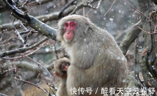 锦鲤|8月后属羊、属猴、属猪顺势提点，突破困境，大展宏图，锦鲤翻身