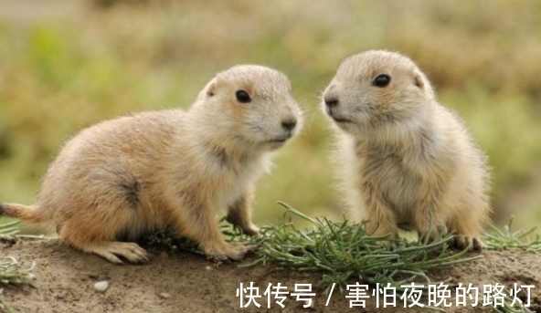 属鼠人|哪几年出生属鼠人,福自天降好运不断,下半年苦尽甘来,大器晚成