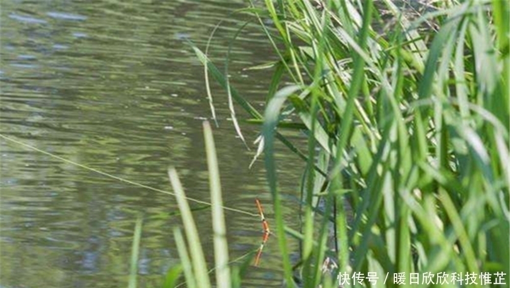 台钓|入夏之后草鱼变得好钓,钓浮草鱼才是“正钓”,可以试试这些方法