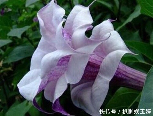 蒙汗药|古代大名鼎鼎的“蒙汗药”配方是啥?小孩都知道,你就是配不出来