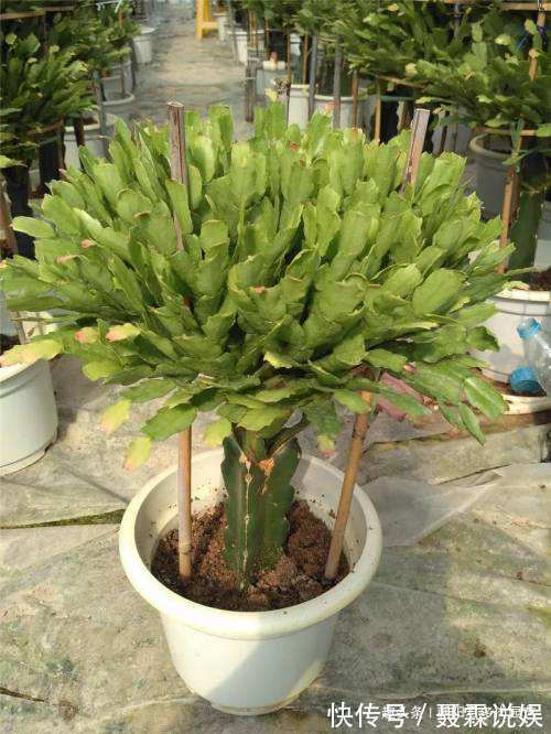 养蟹爪兰,花盆里撒点‘小豆豆’,叶子坚挺开花旺