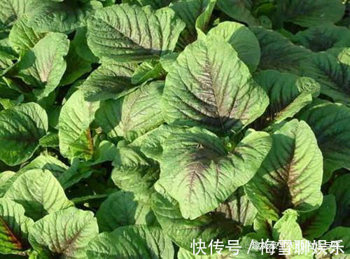 心形|这野菜长着“心形”的叶片,有“百菜之王”的称号,易种植营养高