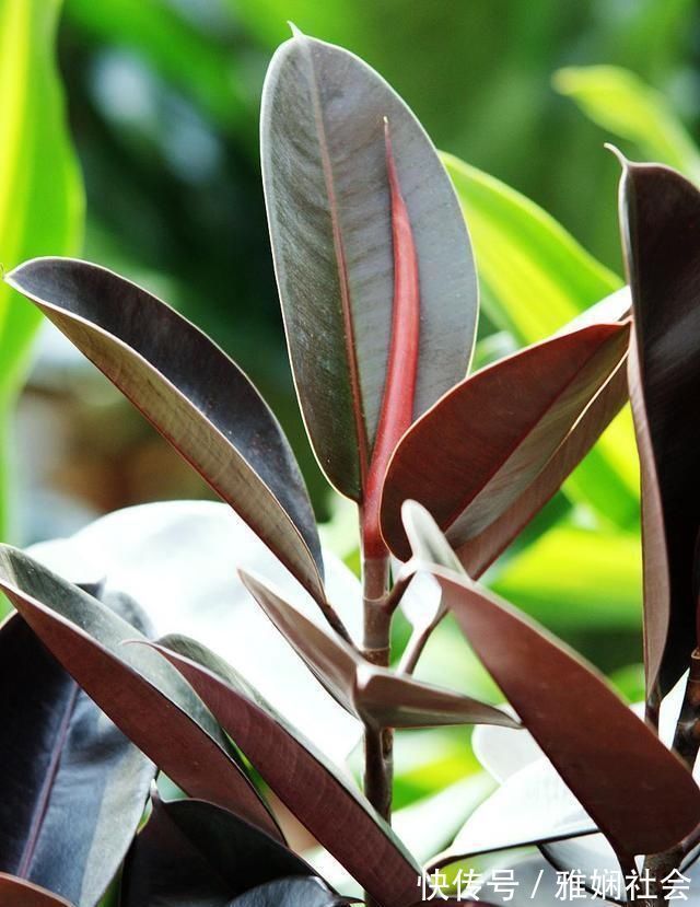 最不耐寒的“三种花”，天冷赶紧搬进屋，小心冻黄又冻伤