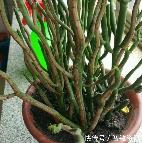 家中无法养这三类绿植，白送都不要，危害很大不建议养