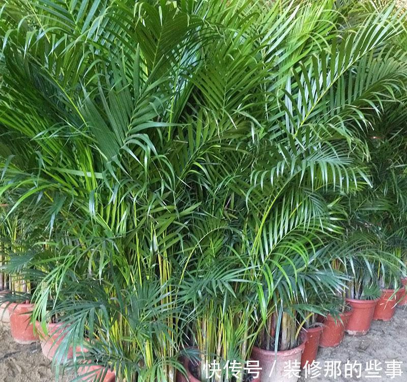 养花试试这几款，花姿丰盈，端庄高雅，是我国传统名花