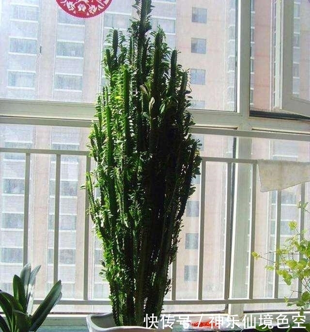 镇宅招财|这种花不管再“丑”也要养,家中守护神,养家中既镇宅又招财,值