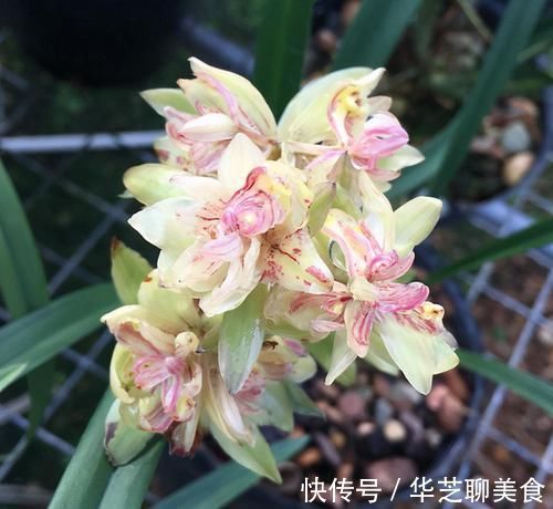 此兰被誉为多瓣奇花经典之首，花中有花，簇拥开放，便宜还好养