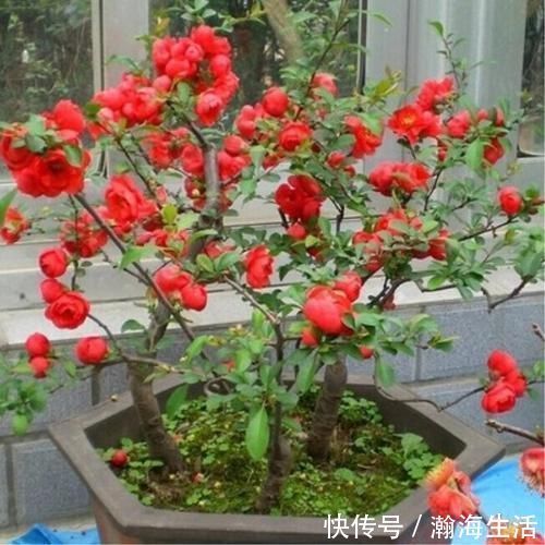 檀香紫檀|老祖宗传下的手艺，用树桩做盆景，极其珍贵，还不来一盆