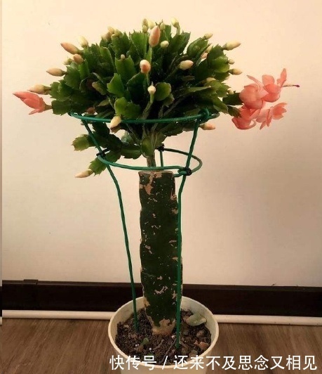 现在把蟹爪兰嫁接到仙人掌上，不用管，秋天也能开成瀑布！