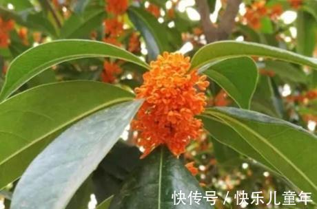 银桂|桂花品种多，金桂花最香，你会挑选吗