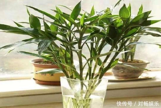 家养“4种花”,增福、旺财长势好,放在客厅空气清新,家中必备