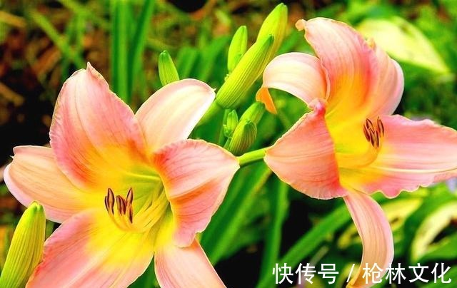 阳台养几株“百合花”,不知道攻略怎么开花,只长枝条不冒花苞
