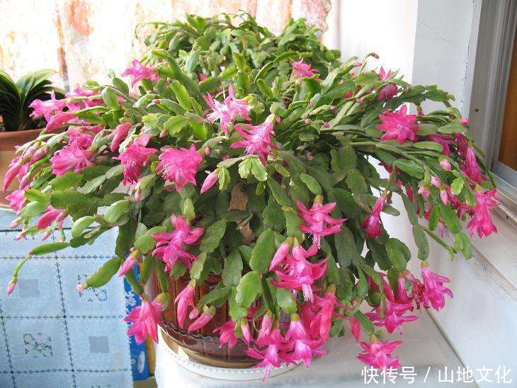 客厅就养3种花,花期在冬季,富贵又大气