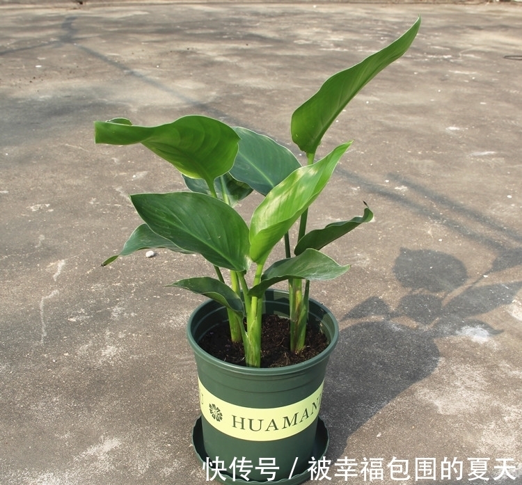 这5种植物难开花,想要赏花,该先学会“催花”小技巧