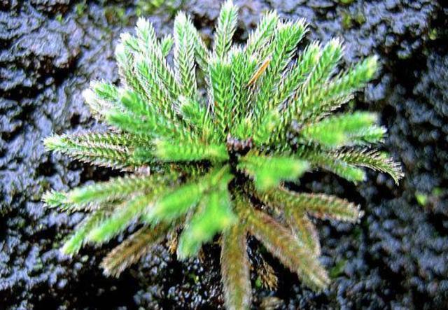 石缝里看到“它”,别去踩,挖2棵种花盆上,1年成“盆景”,美!