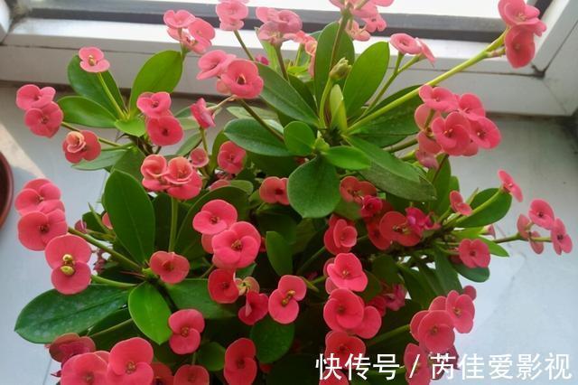 适合小盆养的“5种花”,大盆“不利于”生长和开花,可别搞错了