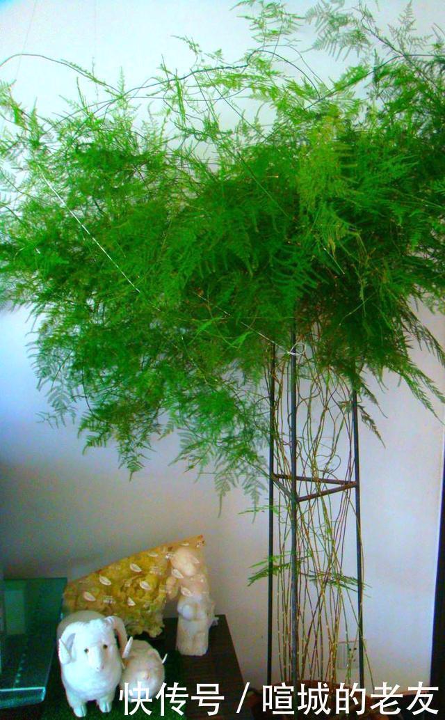 养文竹,掌握2个小技巧,蹭蹭长出一圈小嫩芽,叶子碧绿发亮