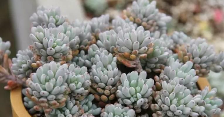 土壤|5种自带香味的多肉植物,真的很好闻