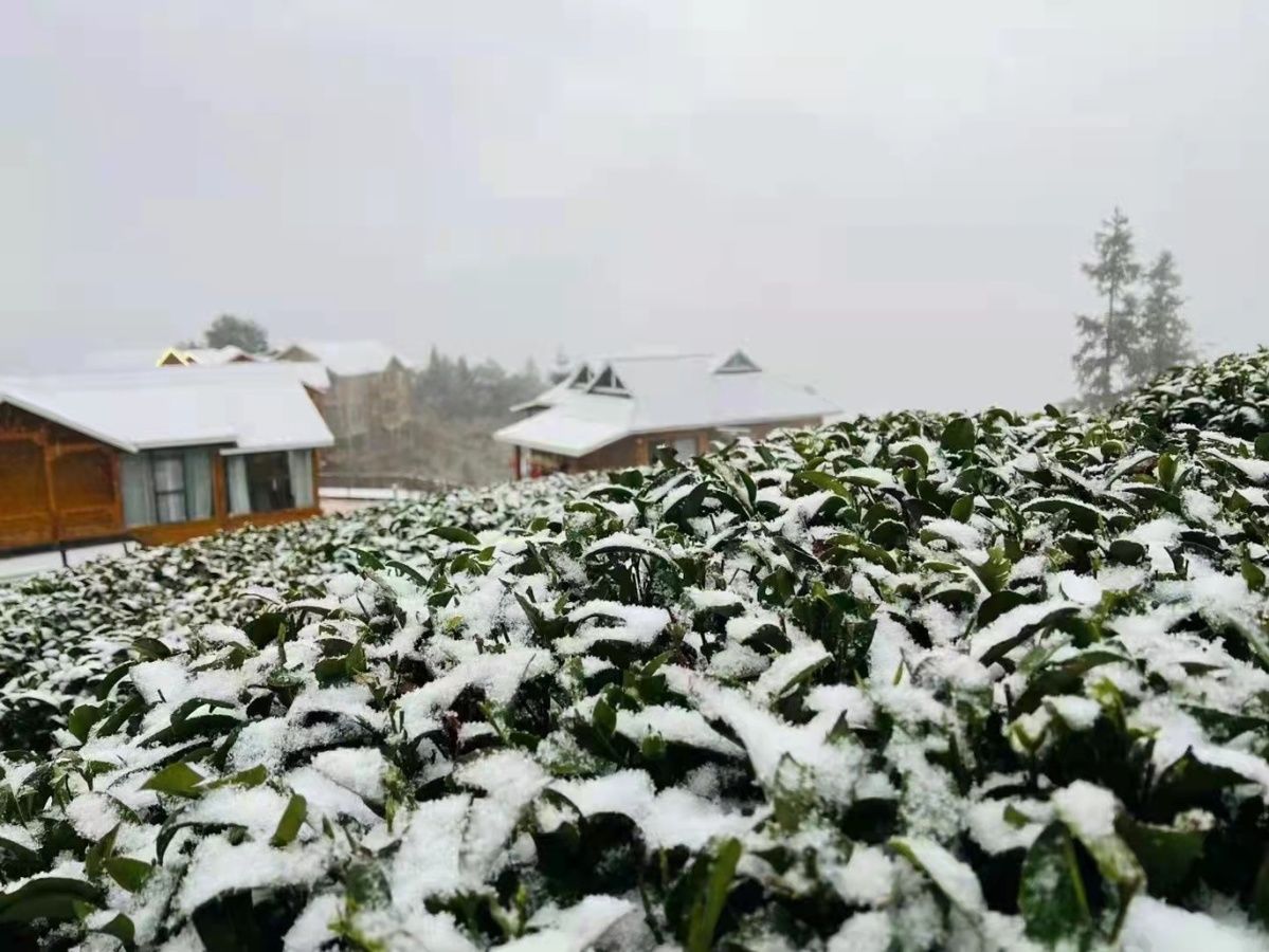 侗乡|飞雪迎春，带您一起去看侗乡茶园雪景