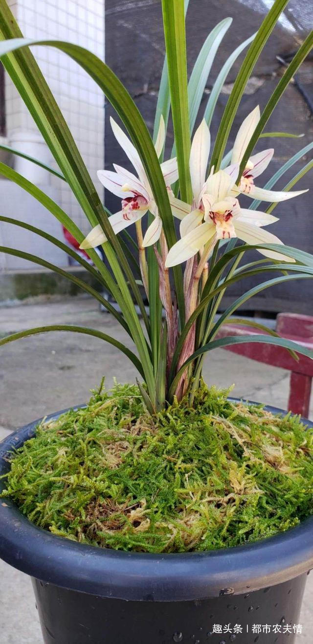家庭养殖盆栽兰花的好方法,既保水保湿,又美观漂亮!