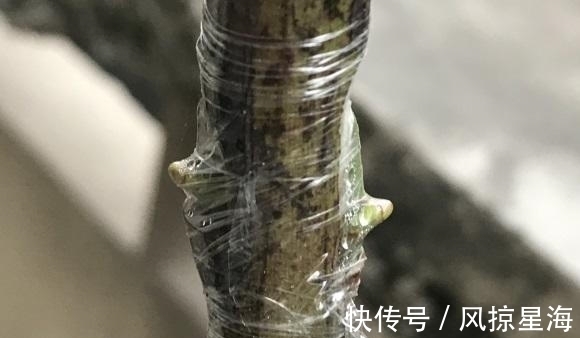 月季嫁接,用哪种砧木最好?嫁接要注意什么?这些技巧要了解