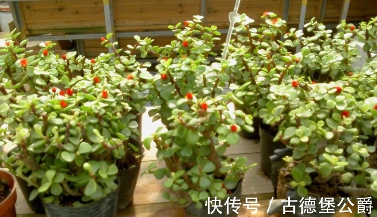 多注意这5点,金枝玉叶养成老桩,操作简单、成功率高