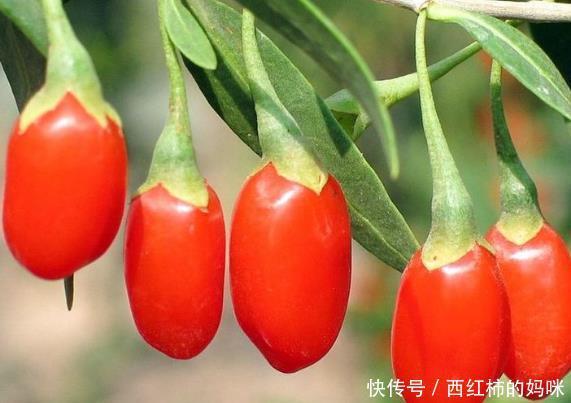 错过|长期吃枸杞身体有什么，4个好处不请自来，希望你一个都不要错过