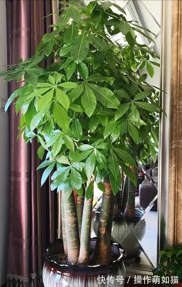 7种“吉利花”，家里养一盆，顺顺当当又漂亮，养人又旺家