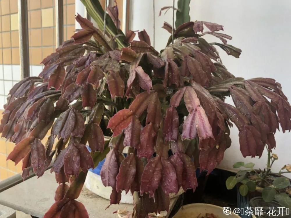 养护蟹爪兰，要注意8个要点，才能开出仙气飘飘花