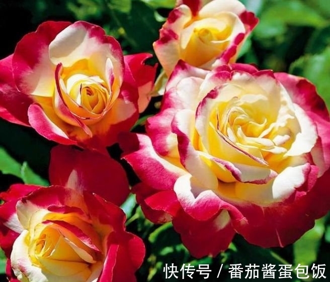 此款花卉,好养易爆盆,五颜六色开不停,家里变花海!