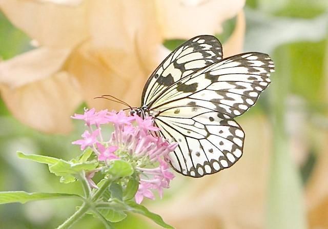 诗词#杨鑫诗词露沁黄花,云澄碧海,曲翻缥缈涟漪