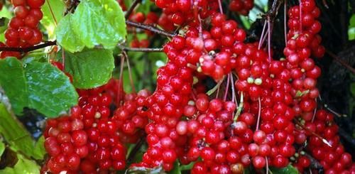 降压|适合8月份吃的三种食物,补充营养、增强体质,早吃早好!